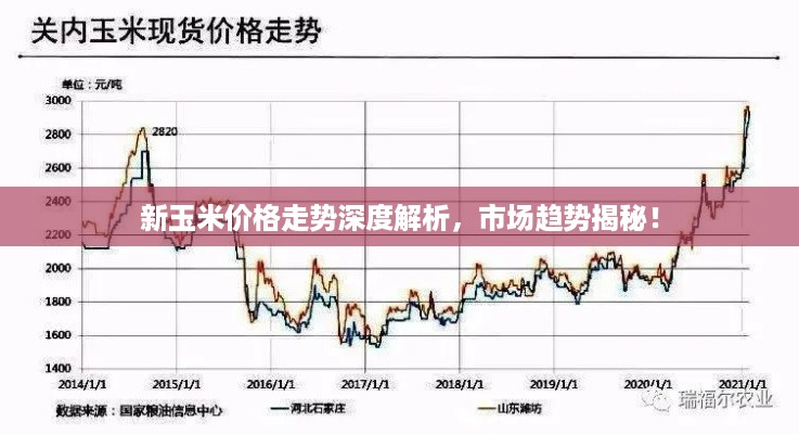 新玉米价格走势深度解析，市场趋势揭秘！