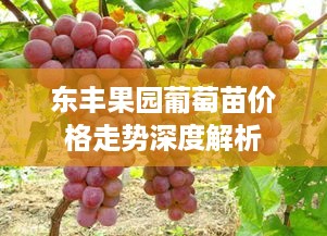 东丰果园葡萄苗价格走势深度解析