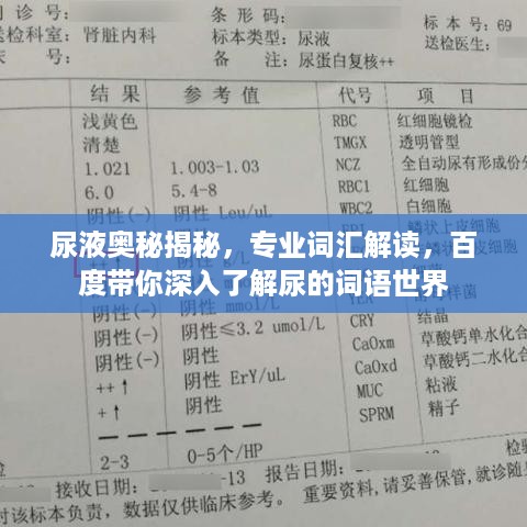 尿液奥秘揭秘，专业词汇解读，百度带你深入了解尿的词语世界