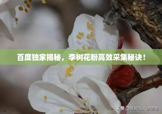 百度独家揭秘，李树花粉高效采集秘诀！