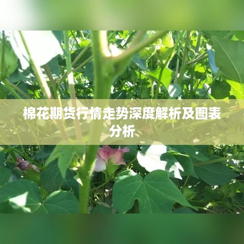 棉花期货行情走势深度解析及图表分析