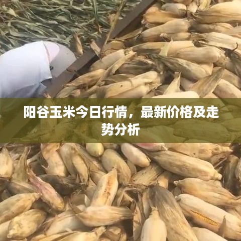 阳谷玉米今日行情，最新价格及走势分析