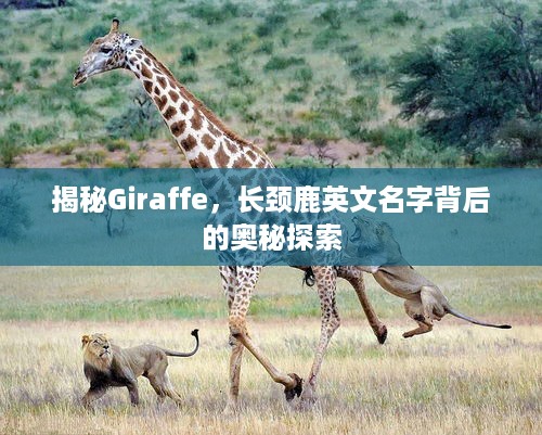 揭秘Giraffe，长颈鹿英文名字背后的奥秘探索