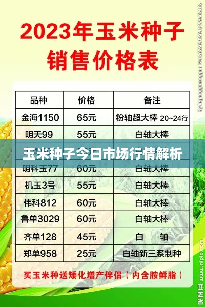 玉米种子今日市场行情解析