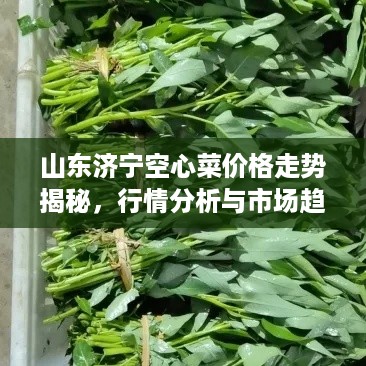 山东济宁空心菜价格走势揭秘，行情分析与市场趋势