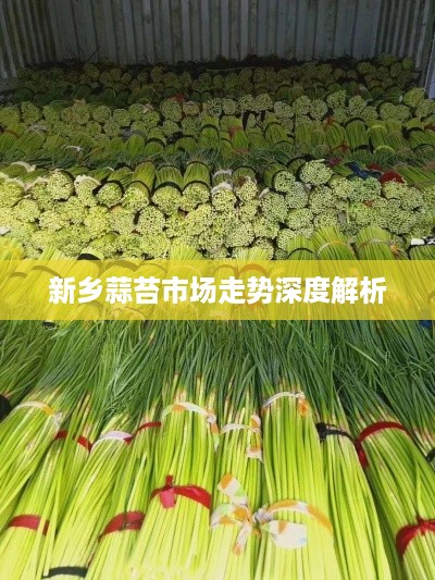 新乡蒜苔市场走势深度解析