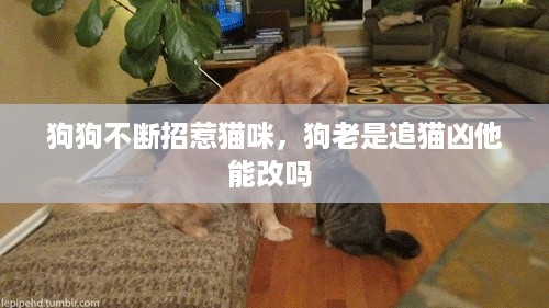 狗狗不断招惹猫咪，狗老是追猫凶他能改吗 